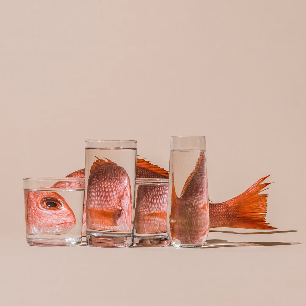 distorted glass liquid refraction photograph - Foods Distorted Through Liquid and Glass in Photographs by Suzanne Saroff
