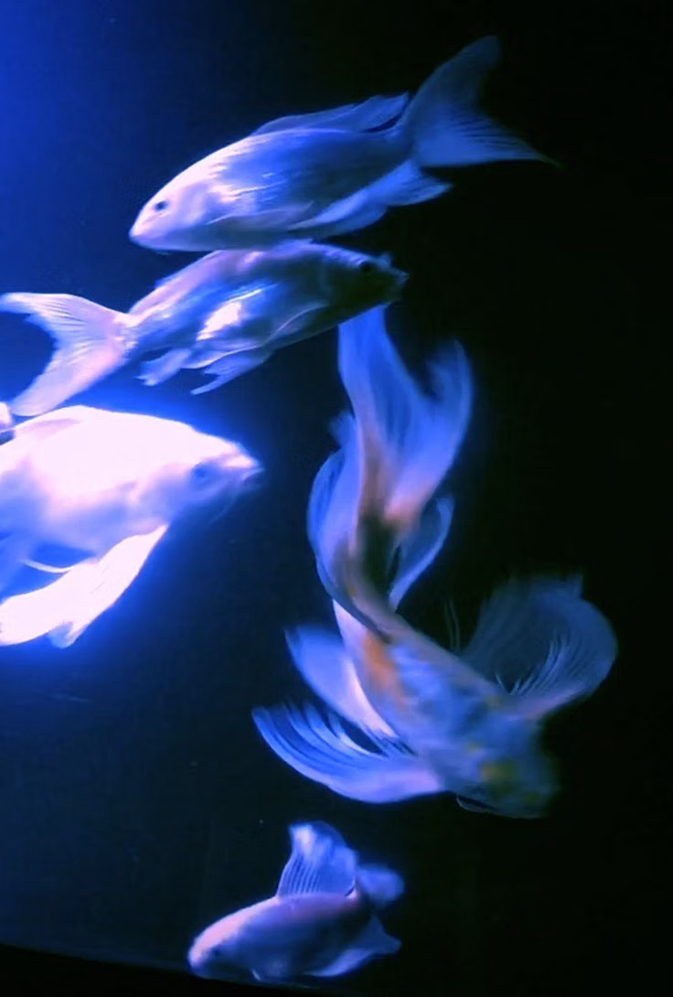 aquarium blue light caustics photograph -
