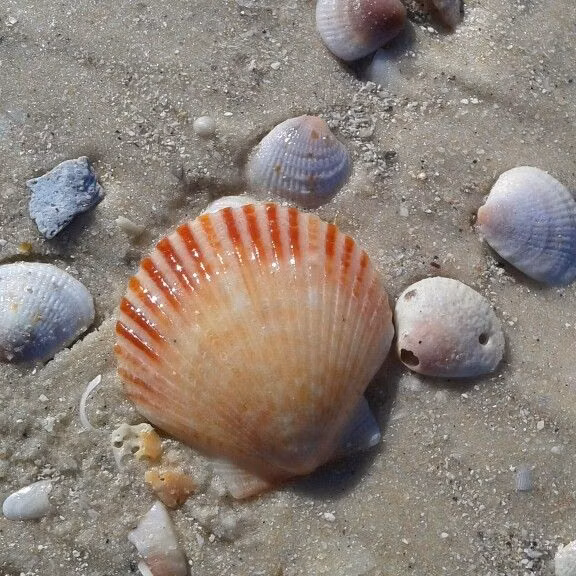scallop shell fan geometry close up photograph - Florida scallop shell