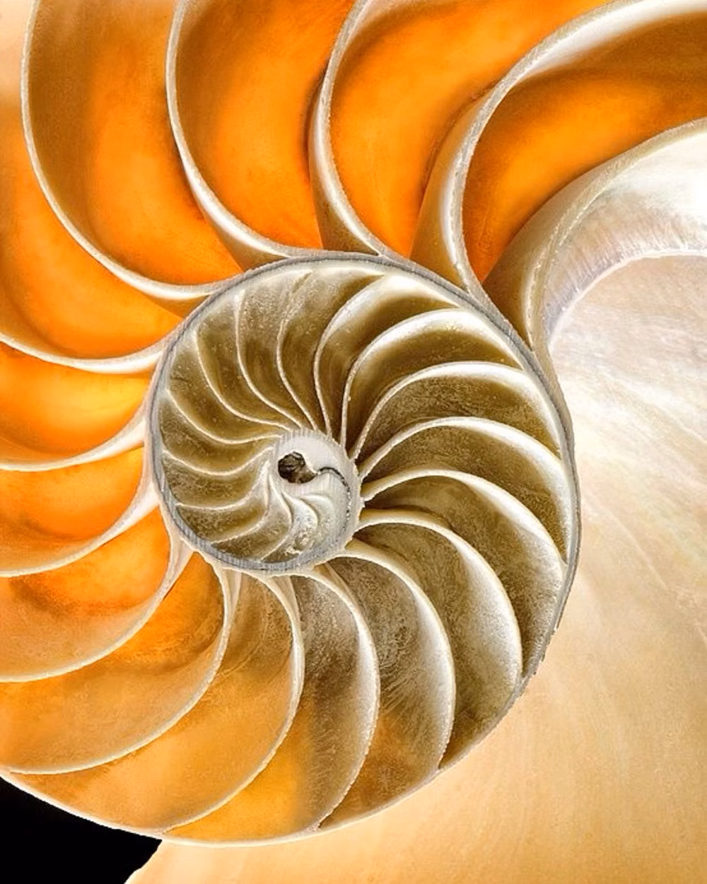 scallop shell fan geometry close up photograph -