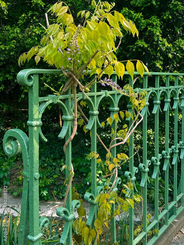 curved wrought iron vine railing photograph - Stock-Foto „Vine Growing Around Green Wrought Iron Fence in Park. Climbing Vine Wrapping Around Ornate Green Iron Railing in Stadtpark Vienna Austria“ | Adobe Stock