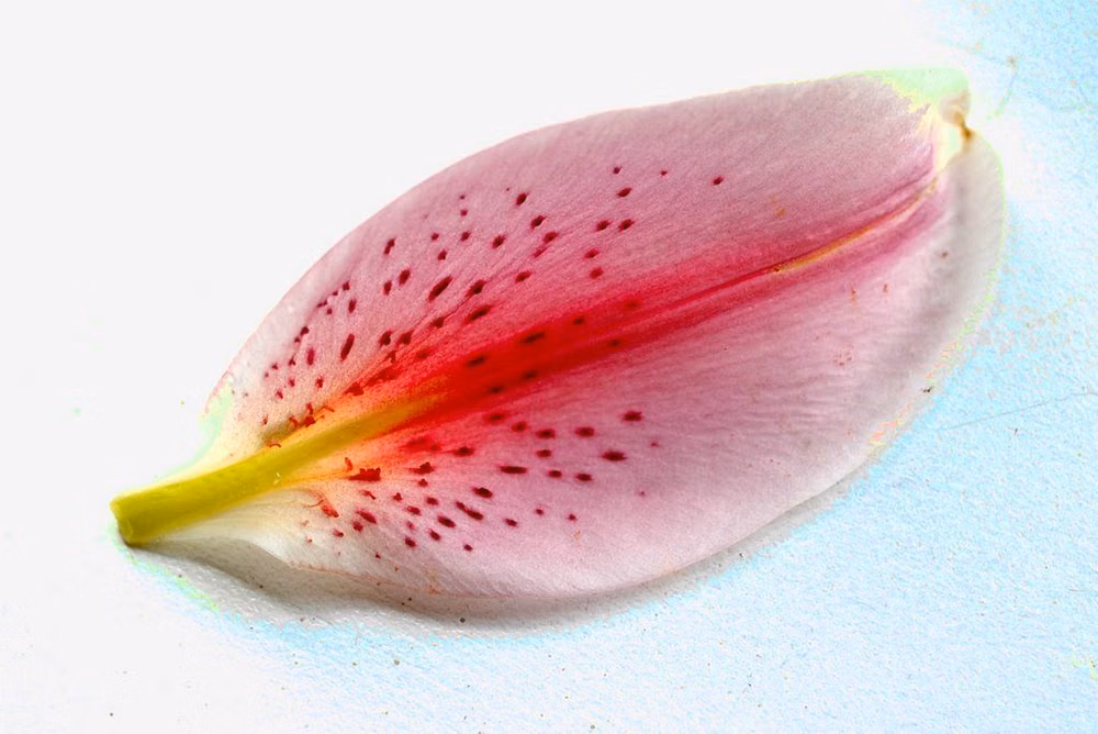lily flower curved petals macro photograph - płatek lilii
