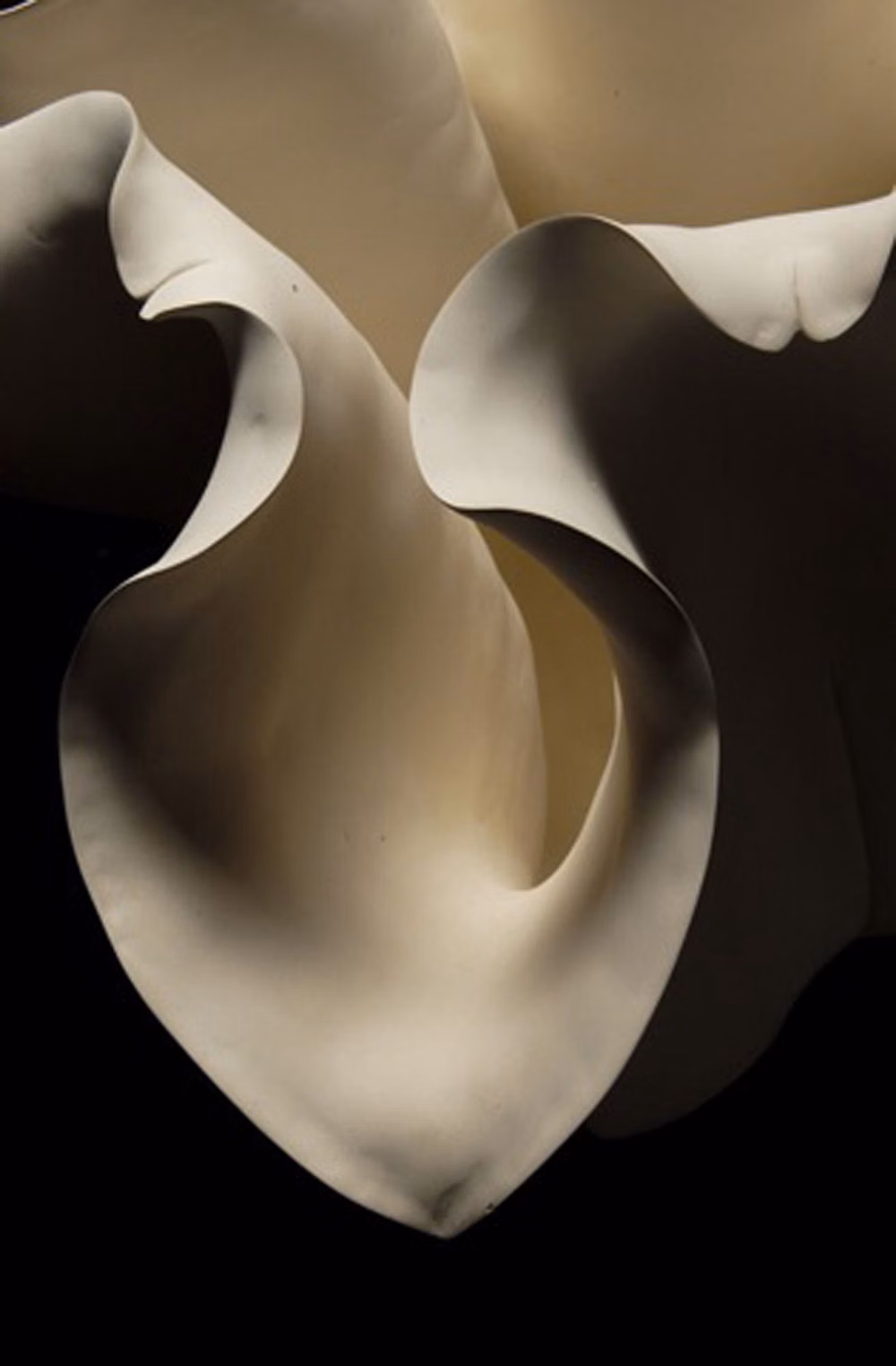 lily flower curved petals macro photograph -
