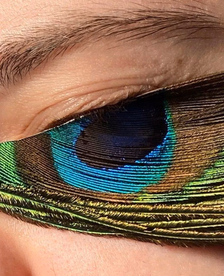 peacock feather eye macro photograph - Fubiz on Instagram: “Peacock Eye 👁️ by @thundergirl_xtal⠀ #fubiz #photography #art #inspiration⠀⠀⠀⠀⠀⠀⠀⠀⠀ Mention @fubiz if you want to be featured on our…”