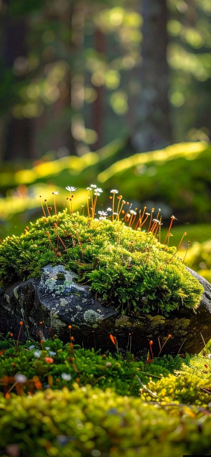 lush forest moss macro photograph -
