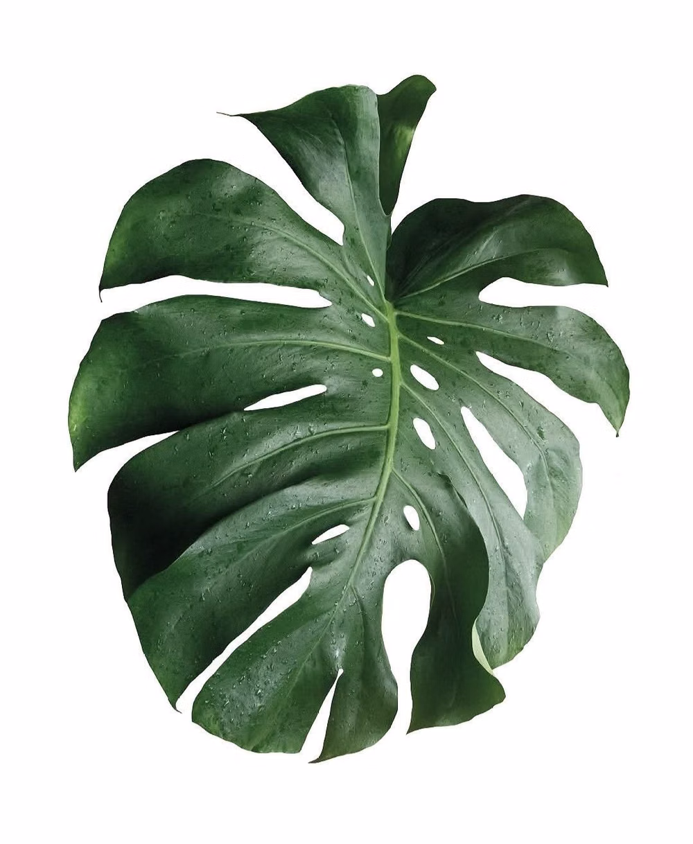 broad tropical plant leaves isolated photograph - 