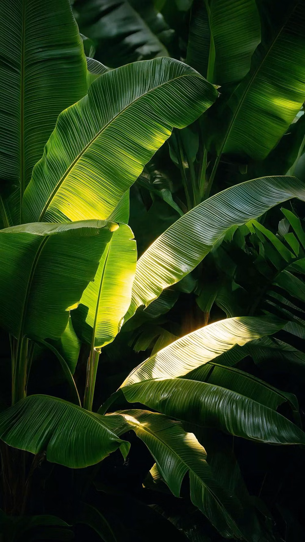broad tropical plant leaves isolated photograph -