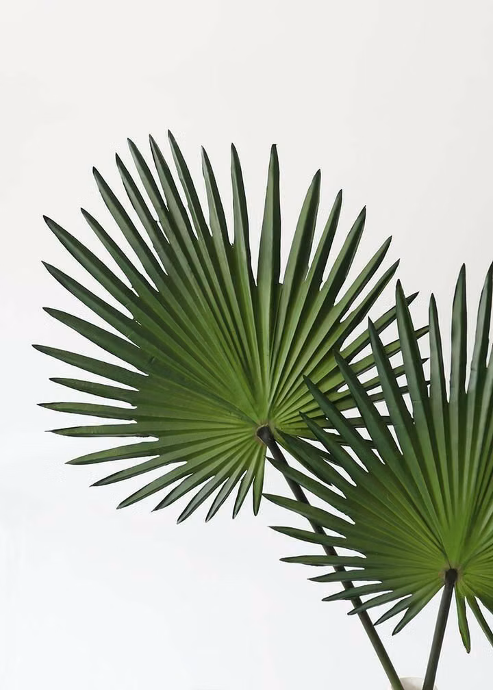 broad tropical plant leaves isolated photograph -