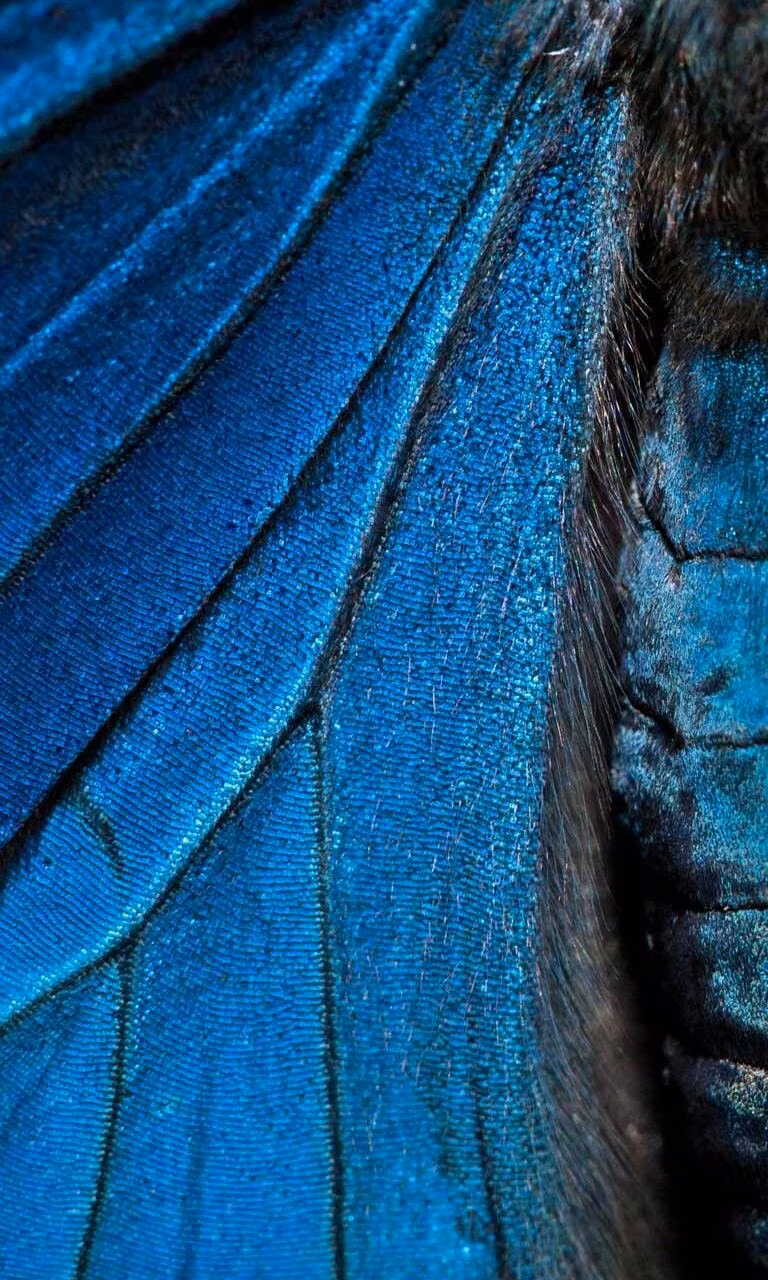 blue butterfly wing macro photograph -
