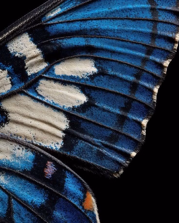 blue butterfly wing macro photograph -