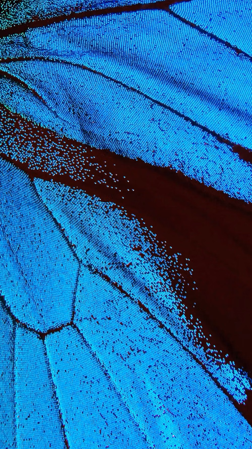 blue butterfly wing macro photograph -