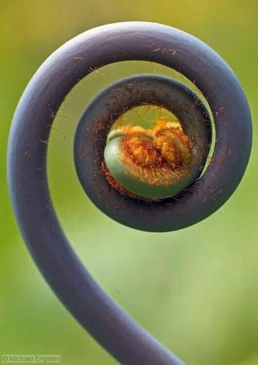 fractal fern spiral macro photograph - Spiral in nature