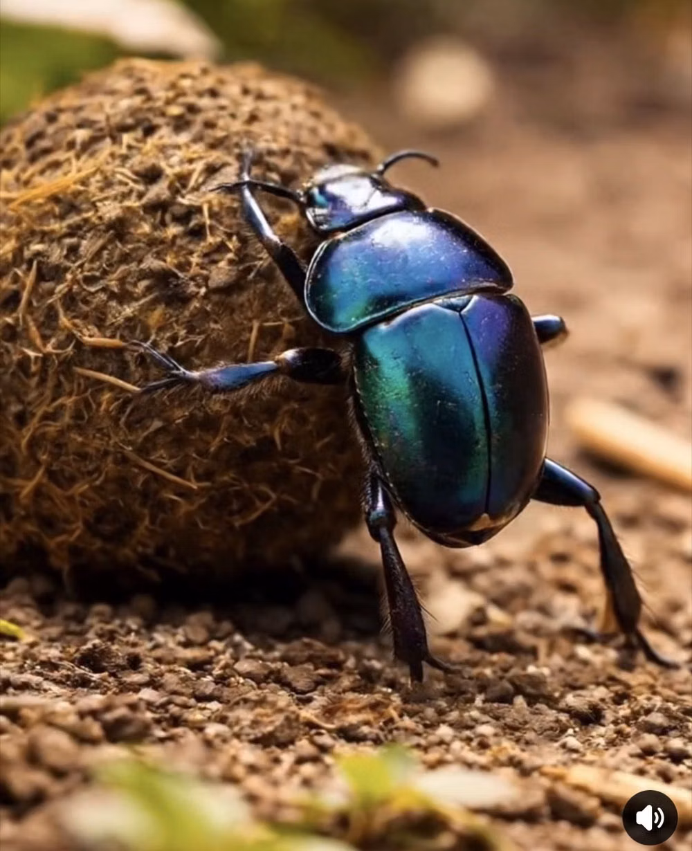 metallic beetle macro photograph -