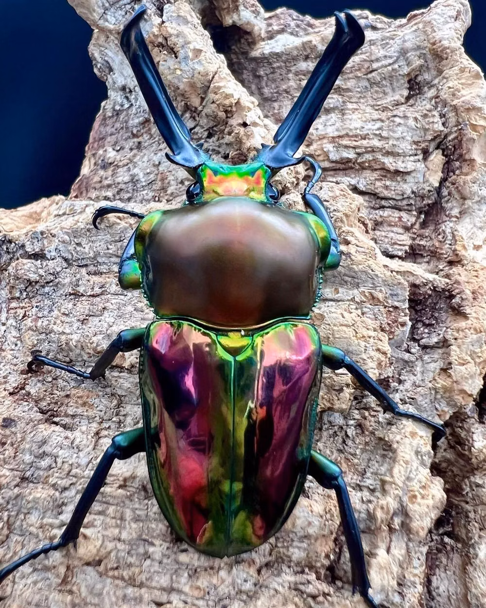 metallic beetle macro photograph - Natureβs Living Gem: Rainbow Stag Beetle (Phalacrognathus muelleri) in All Its Glory ππͺ² Behold the breathtaking beauty of the rainbow stag beetle (Phalacrognathus muelleri), brilliantly photographed by Sametch. Its metallic exoskeleton shimmers with an array of iridescent greens, golds, and purples, making it look like a jewel come to life. The impressive antler-like mandibles add both elegance and power, while the beetleβs glossy surface reflects light in a dazzling display, perfectly comple