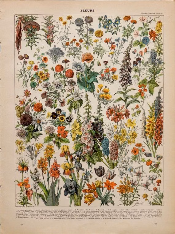 antique botanical plate book photograph - Antique FLOWERS print.1898 Chromolithograph 116 years old print.Botany print.Antique French book plate.12.1x9.2"-31x23cm.Vegetables print