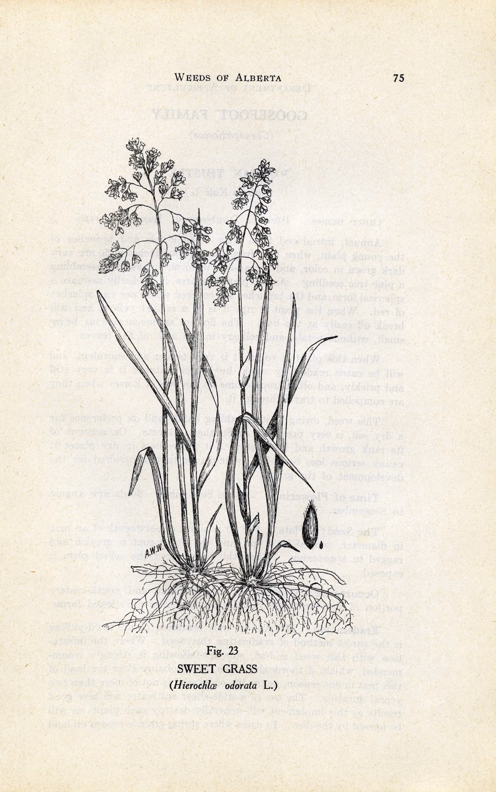 antique botanical plate book photograph - Botanical Book Plates Clip Art Illustrations