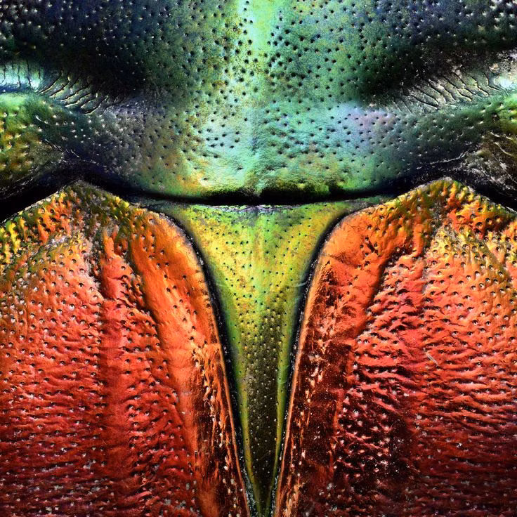 iridescent beetle wing macro photograph - 