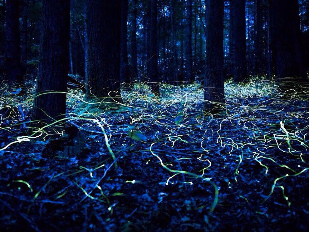 fireflies glowing forest long exposure photograph - Long exposure photo of fireflies