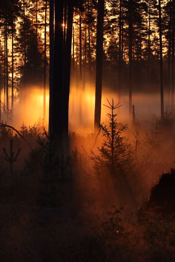 colored light beams through fog photograph - The natural lighting in this picture of a forest is very soft. The beams of sunlight shining through the fog between the trees creates a mysterious environment, but the light is extremely warm so the space is not intimidating, in fact, it is rather welcoming and inspirational.