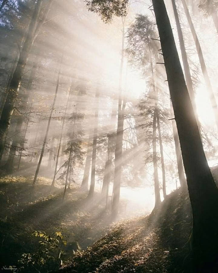 colored light beams through fog photograph -