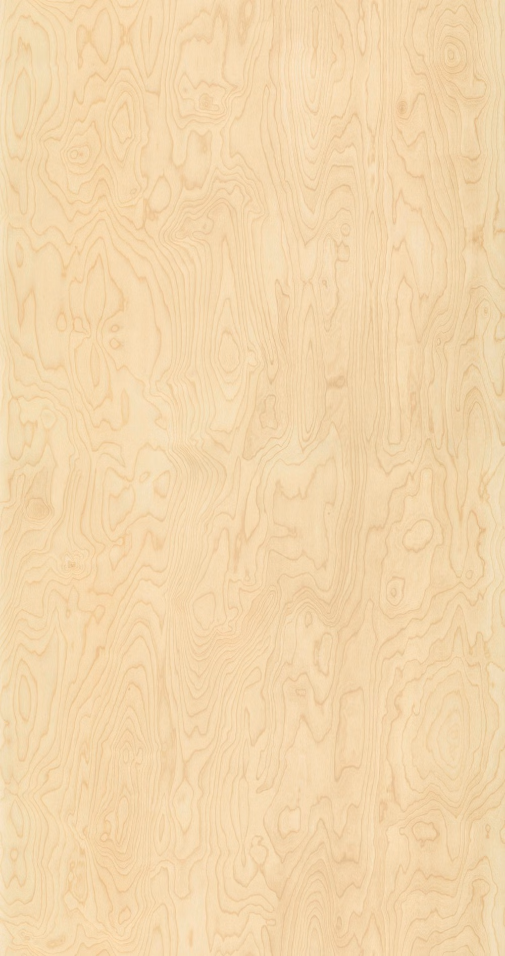 pale oak wood grain close up photograph - [WOOD] IWA2501 : BIRCH : 국내재고운영리스트