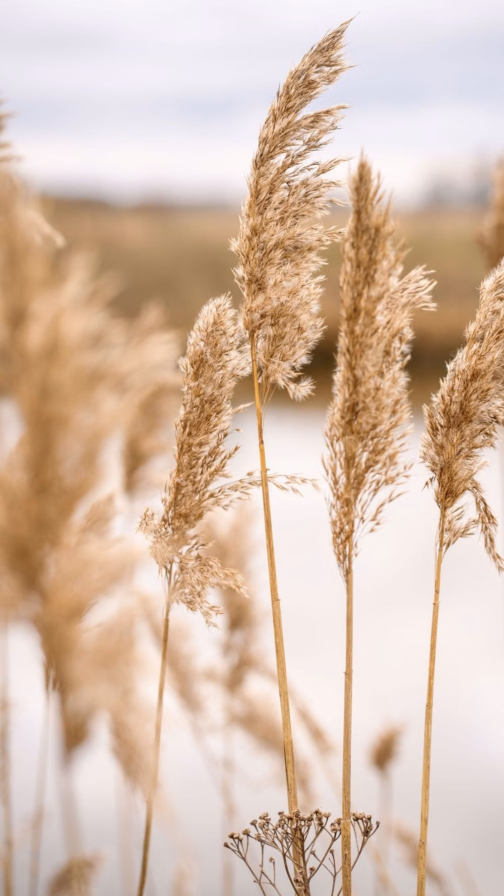 pampas grass dried botanicals natural light photograph -