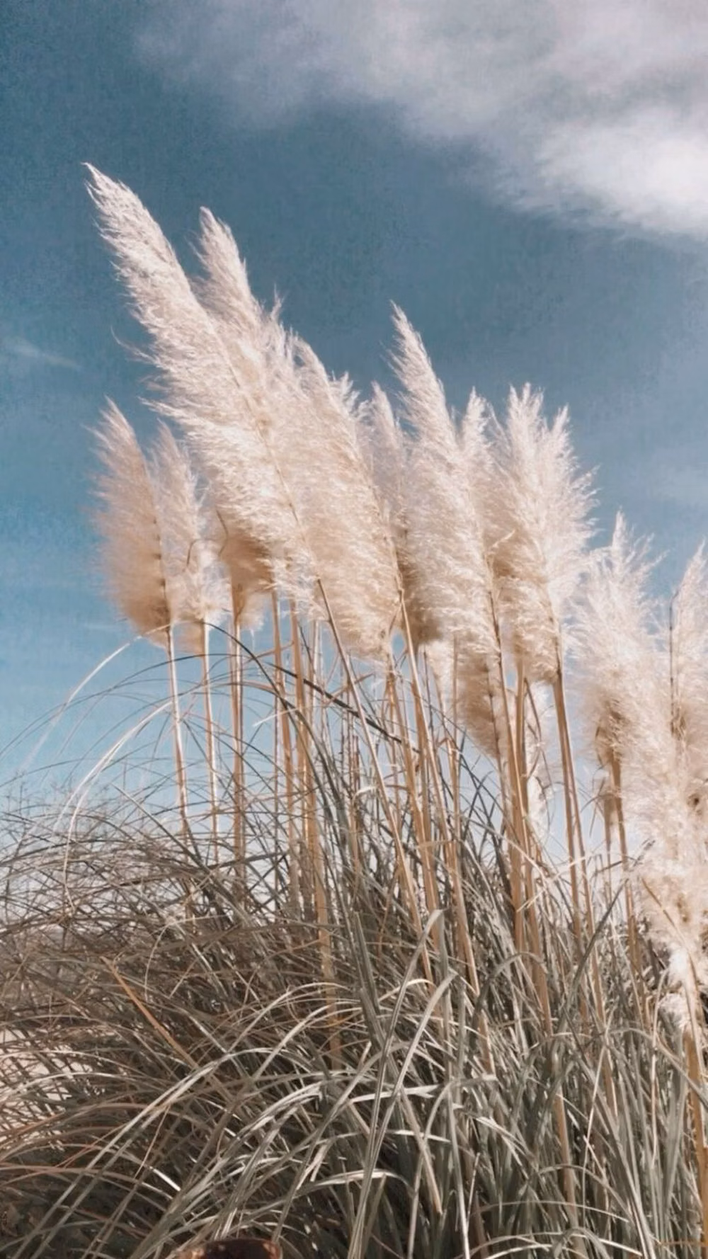 pampas grass dried botanicals natural light photograph -