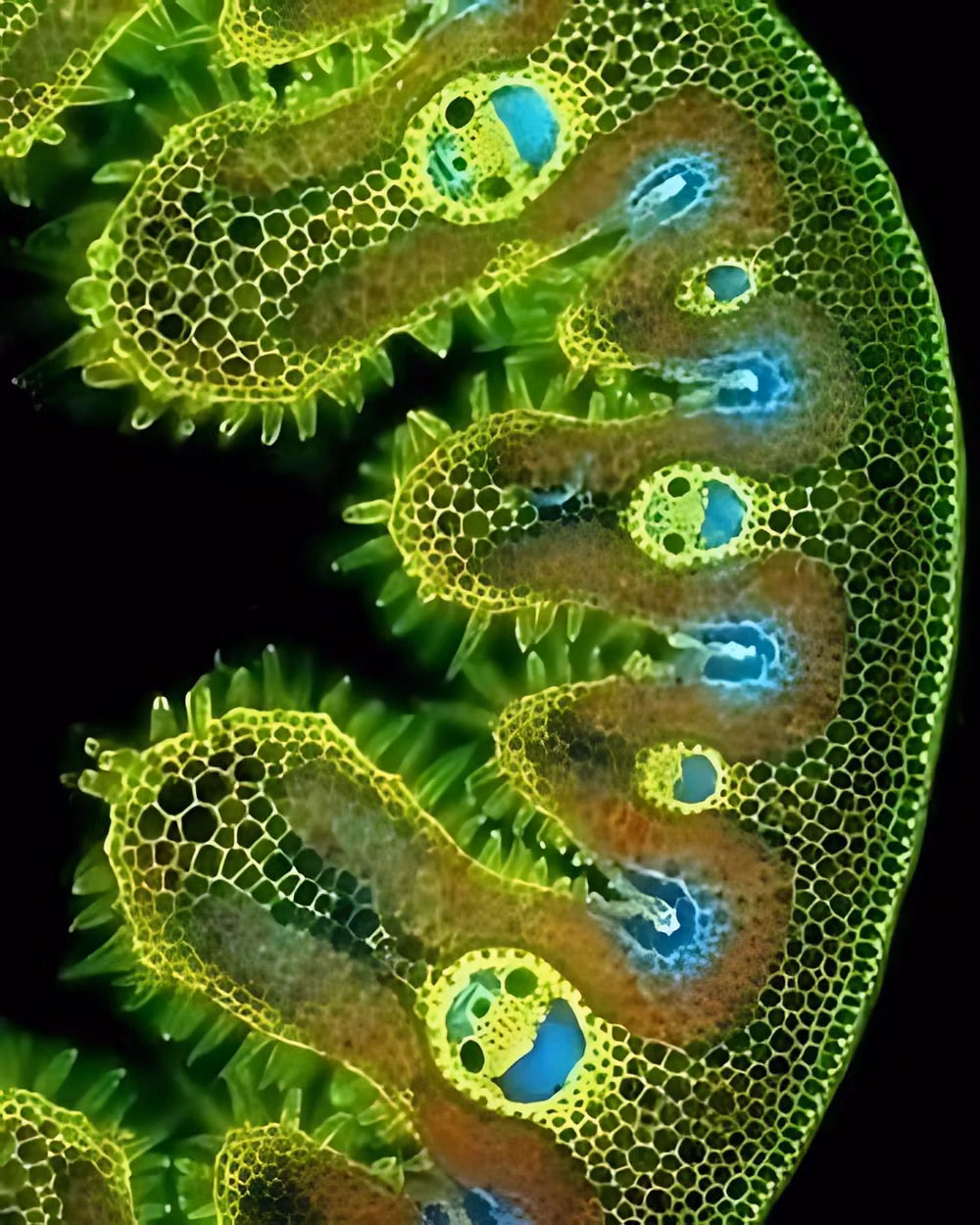 amoeba microscope photograph organic shape - Under a microscope, blades of grass can look like they’re smiling—thanks to the curved shape of their epidermal cells. 🌱😊 It’s just a biological coincidence, not emotion—but it’s a wholesome reminder that even nature has a sense of humor. #science #wholesome #explore