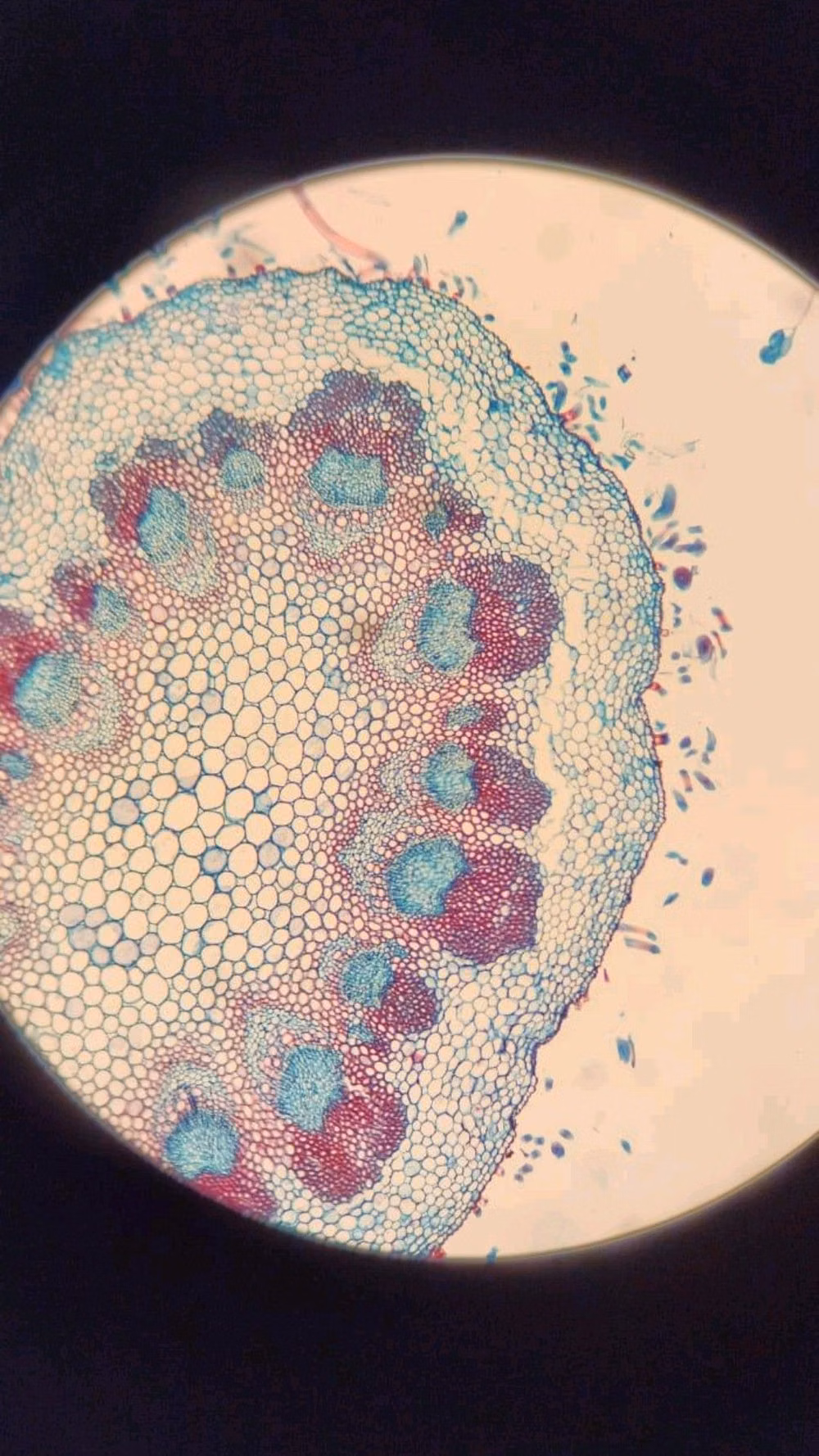 organic cells microscope photograph rounded forms -
