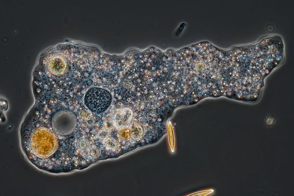 amoeba microscope photograph organic shape -