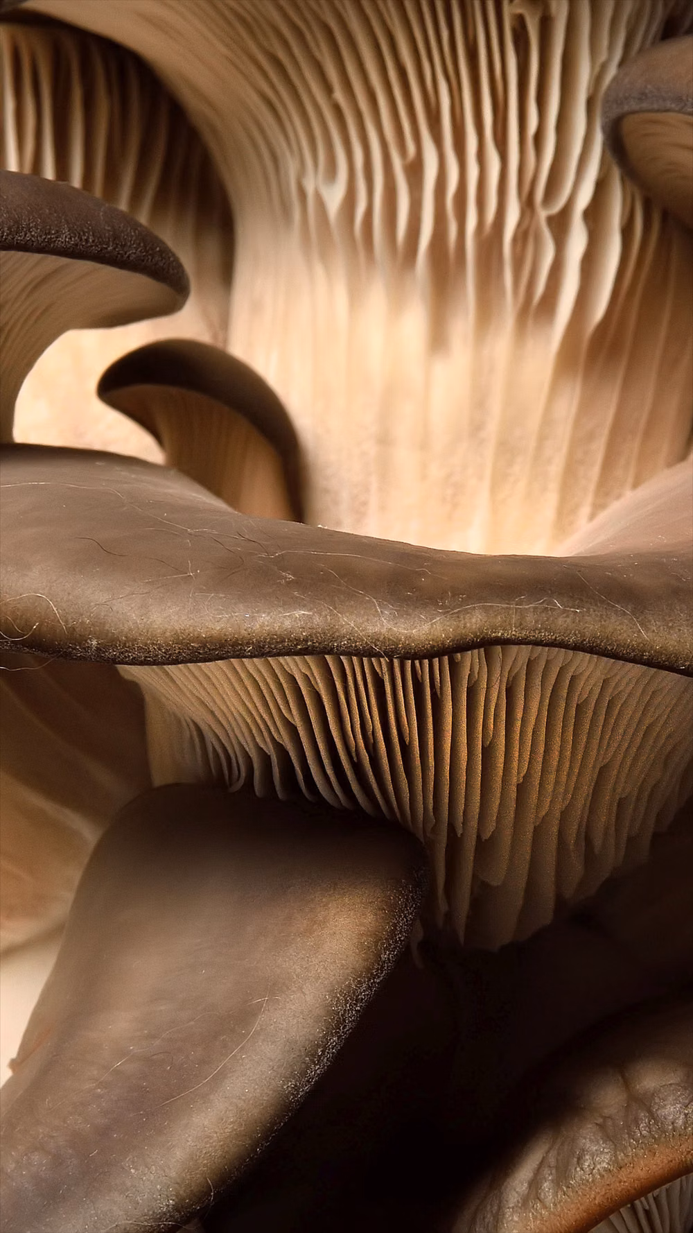 mushroom gills macro colorful photograph -
