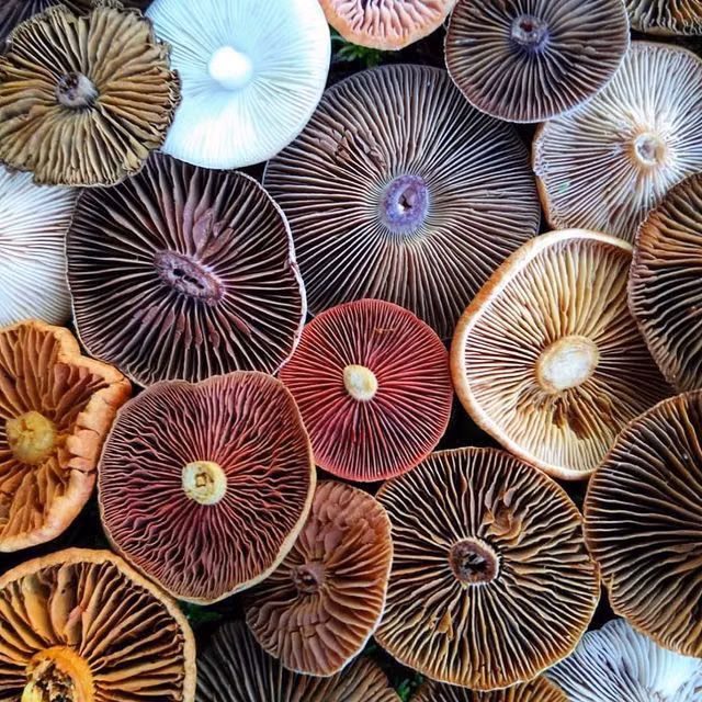 mushroom gills macro colorful photograph - The Sacred Science on Instagram: "All that you are seeking is also seeking you. If you lie still, sit still, it will find you. It has been waiting for you a long time. Clarissa Pinkola Estes 📸 @my.creative.nature"