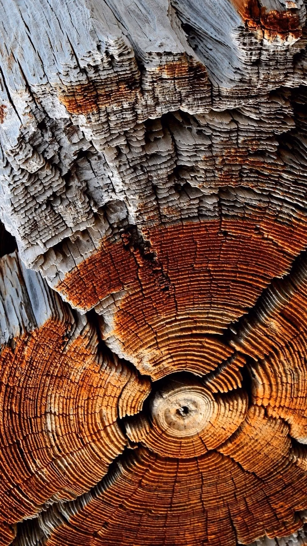 weathered cedar wood fibers close up - 