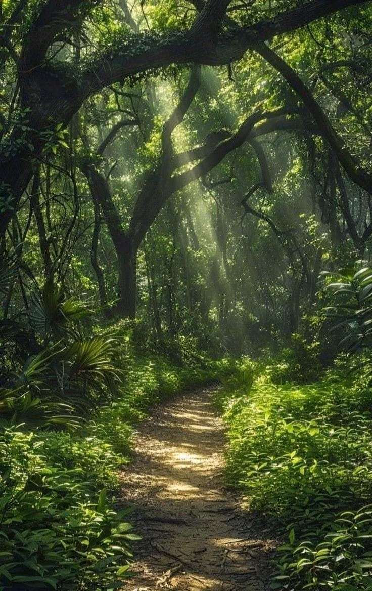 misty ancient forest path photograph - 