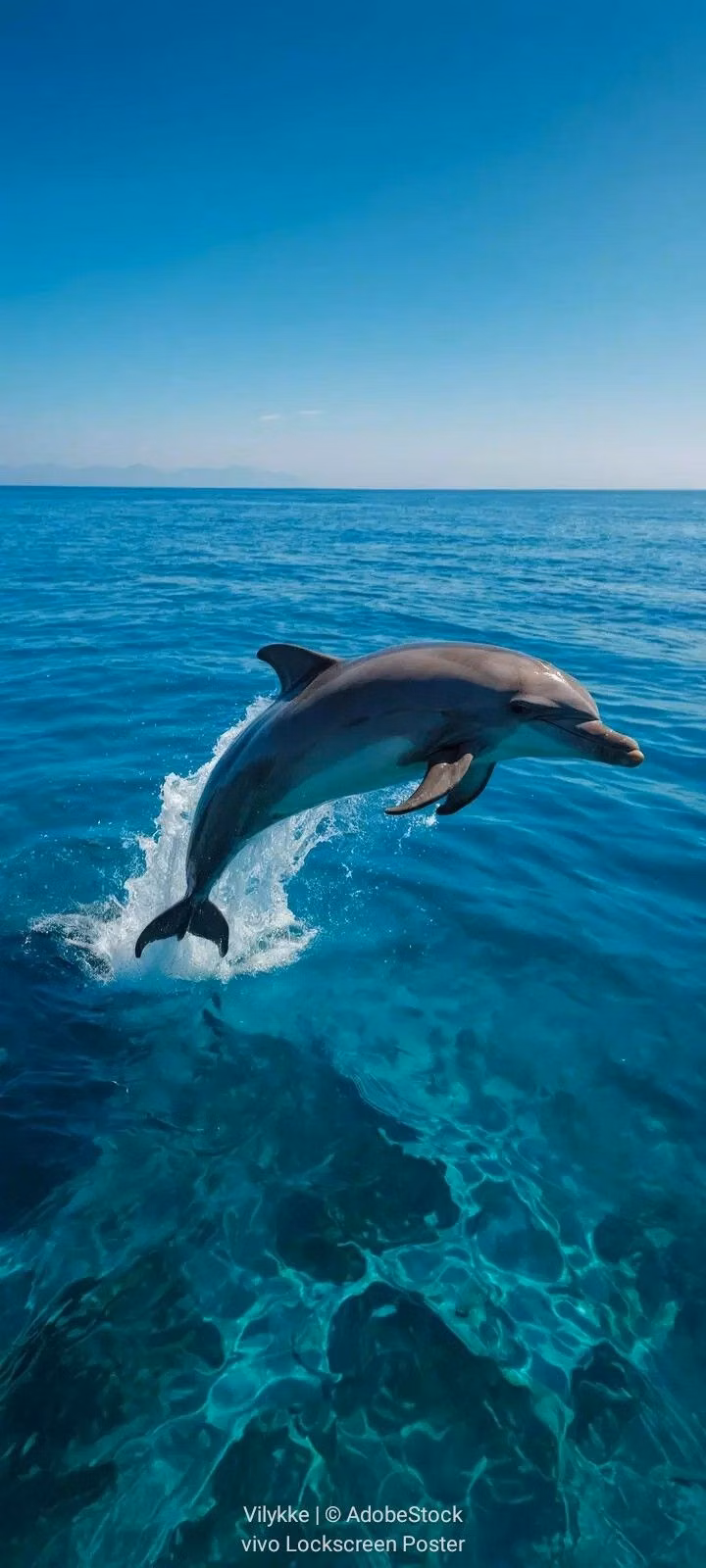 dolphin underwater blue photograph -