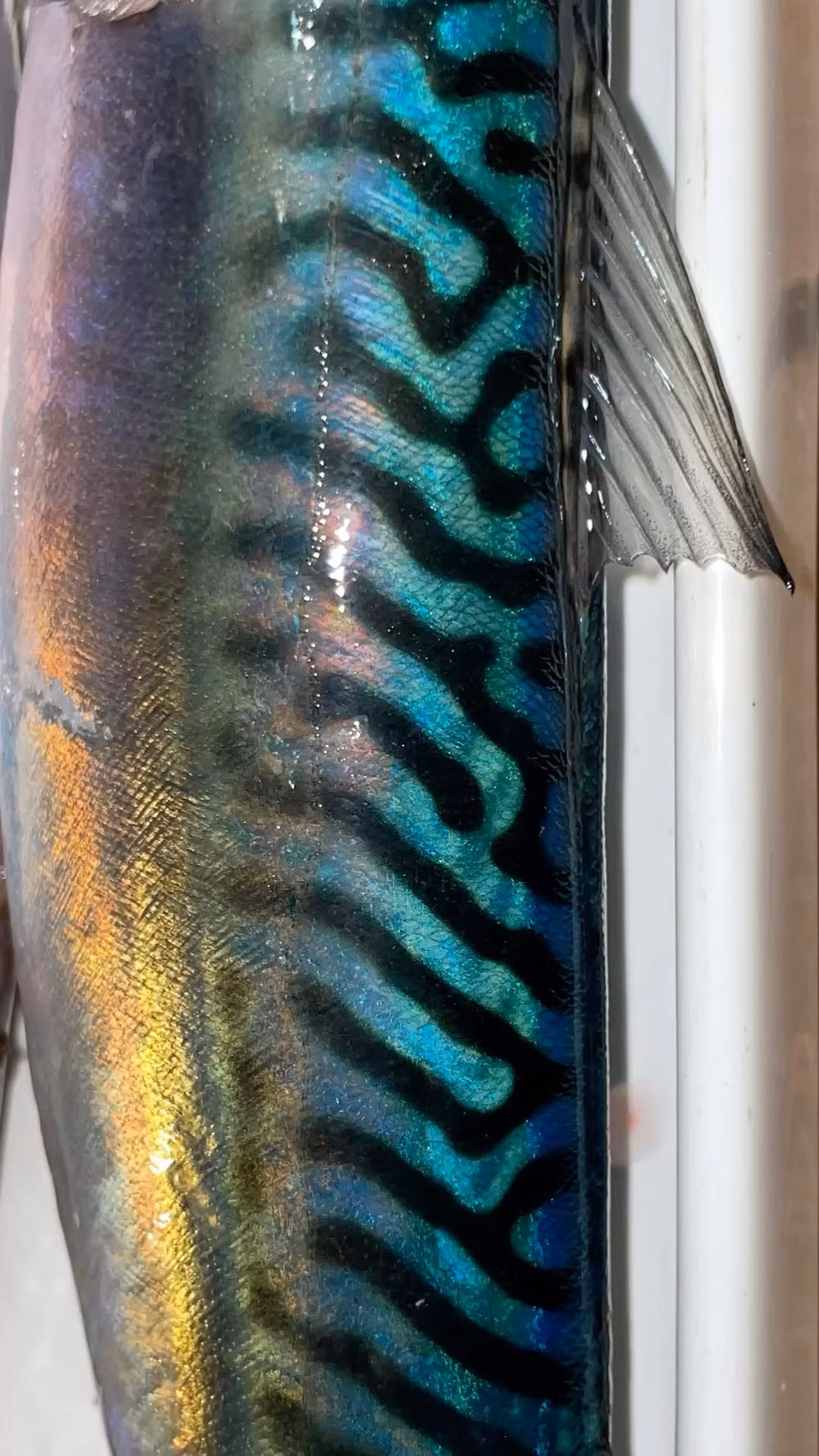 holographic fish charm macro photograph -