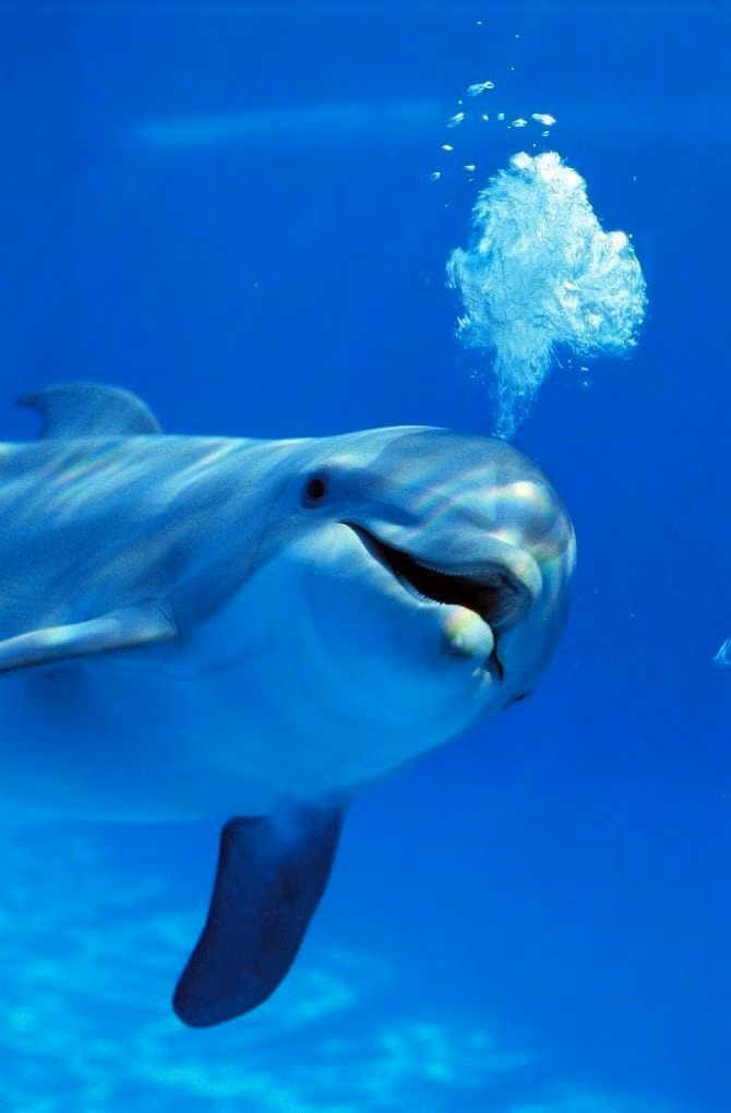 dolphin underwater blue photograph -