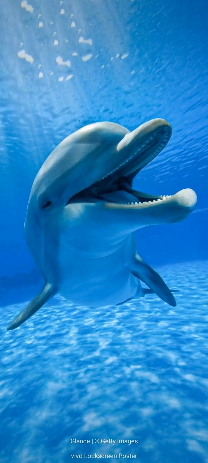 dolphin underwater blue photograph -