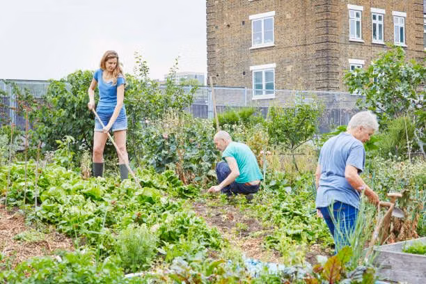community garden people working photograph - Volunteers working together in community garden