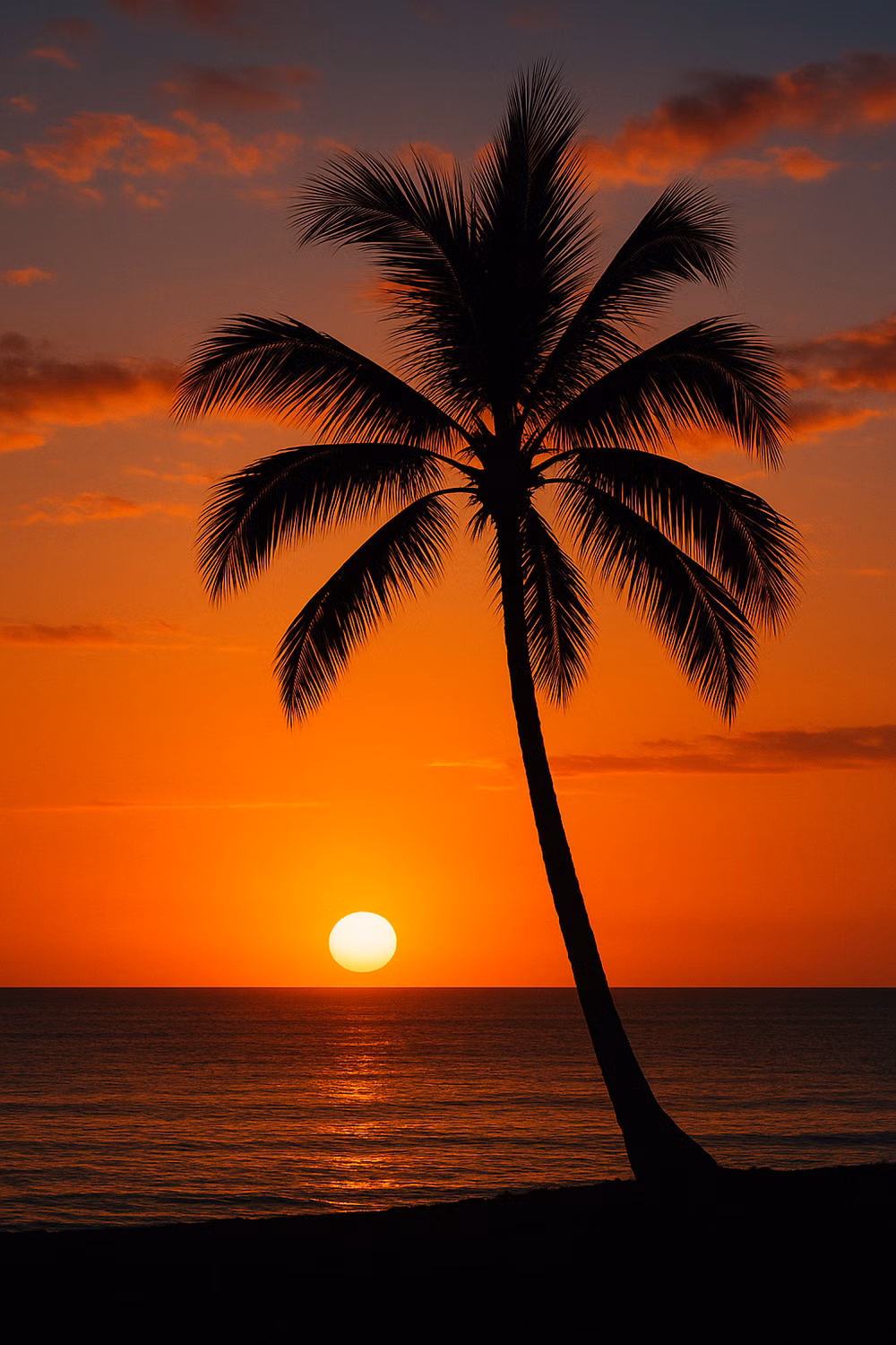 sunset palm silhouette vivid photograph -