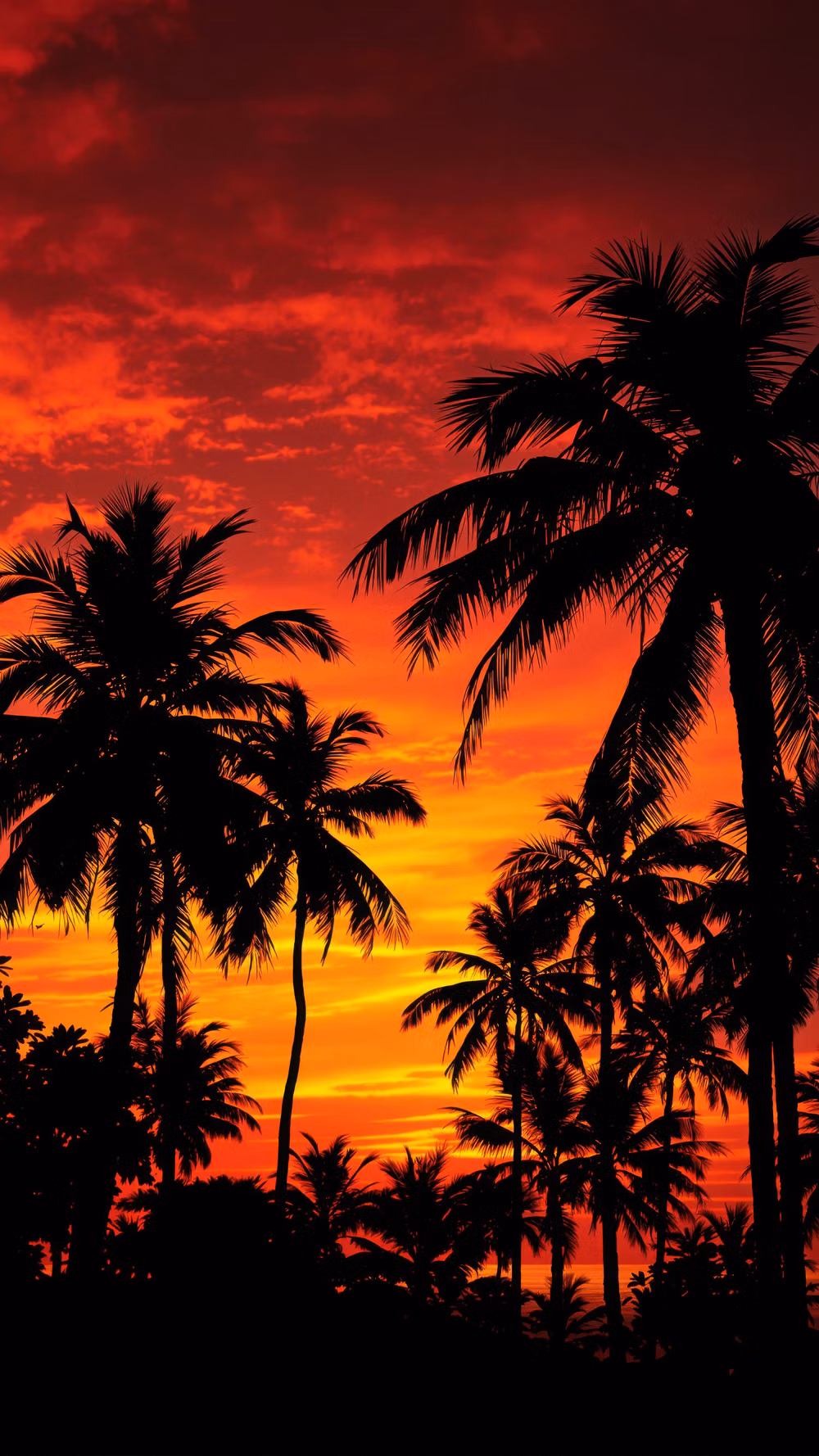 sunset palm silhouette vivid photograph -