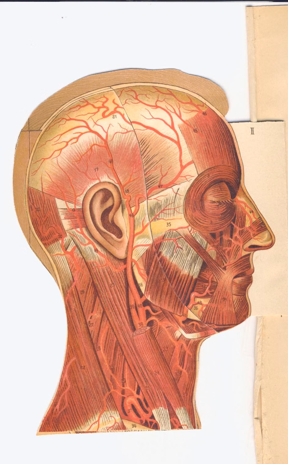 antique anatomical plate book photograph - Body parts from the family medical book