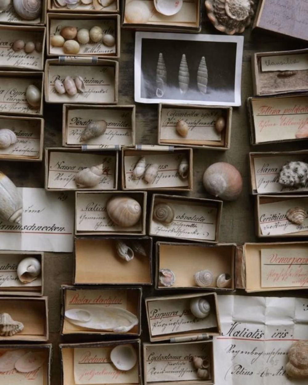natural history specimen drawer museum photograph - Colours, subject & all the inspiration, enjoying a more natural palette right now 🌾 📷 Natural History Museum, London. #seashell #shells #conchology #conchologist #shellcollector #ocean #coast #coastallife