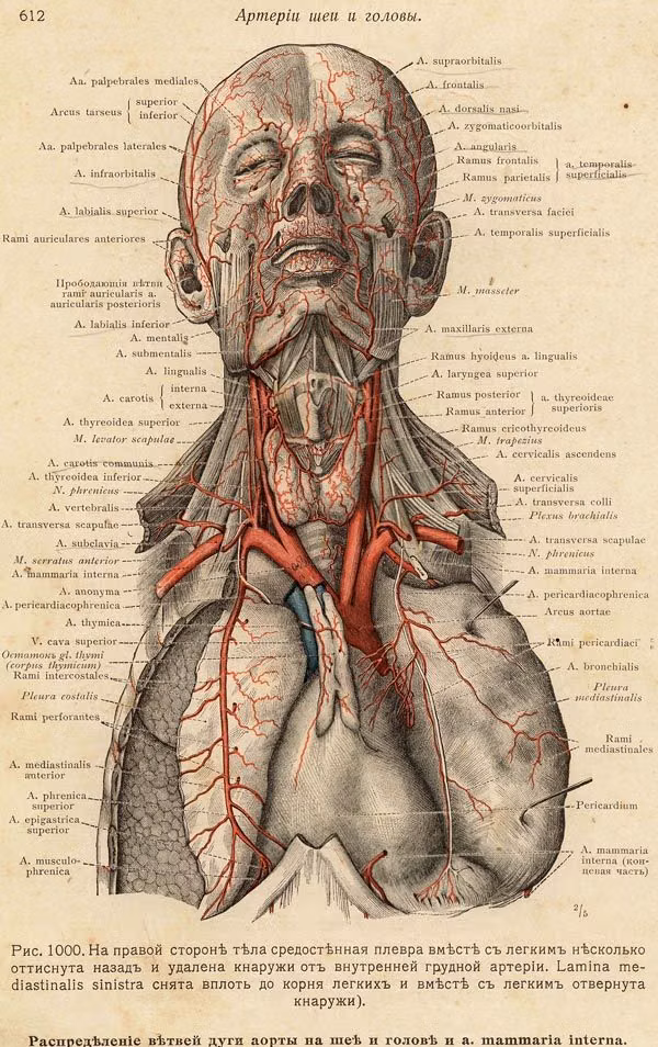 antique anatomical plate book photograph -
