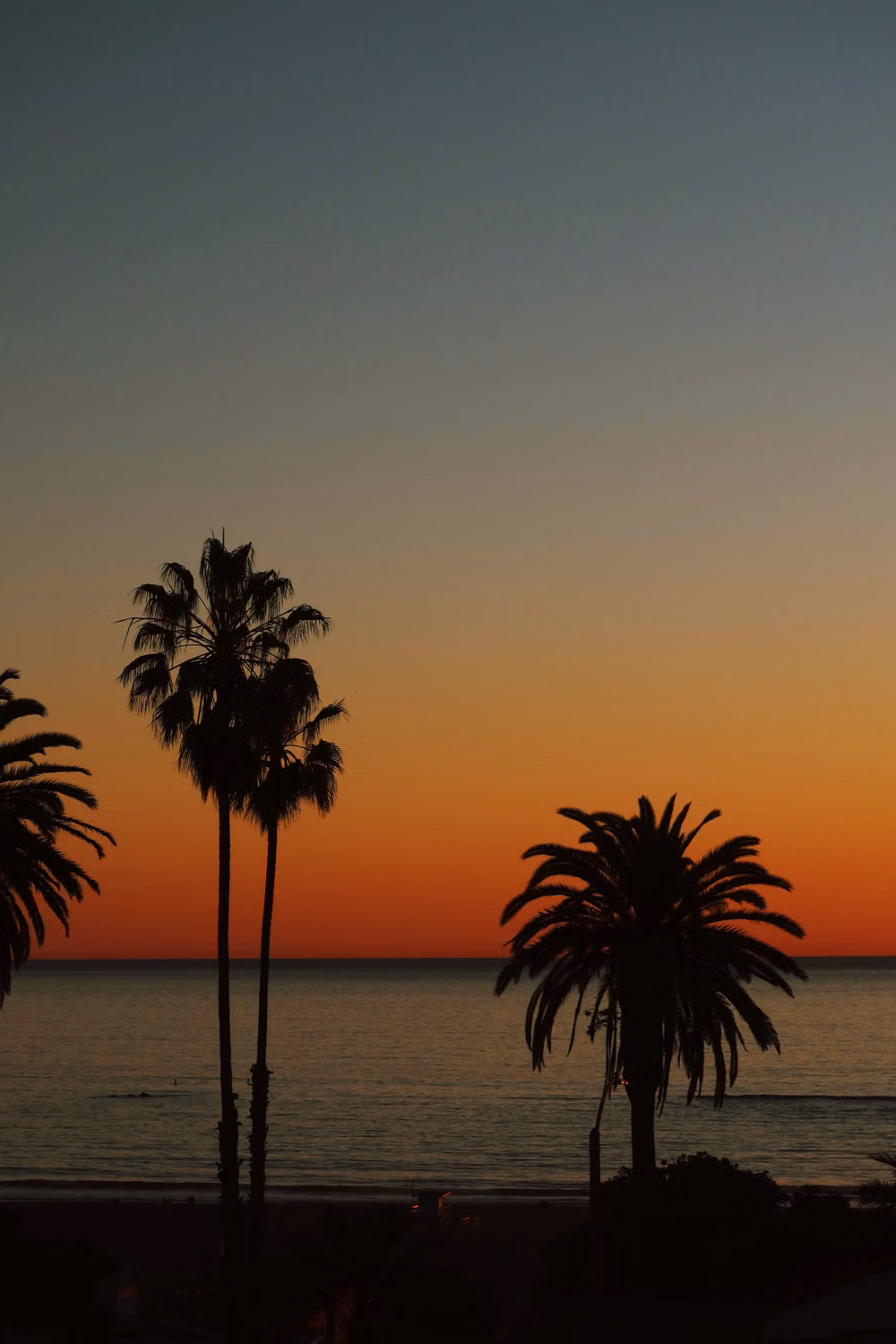 palm tree sunset film photograph -