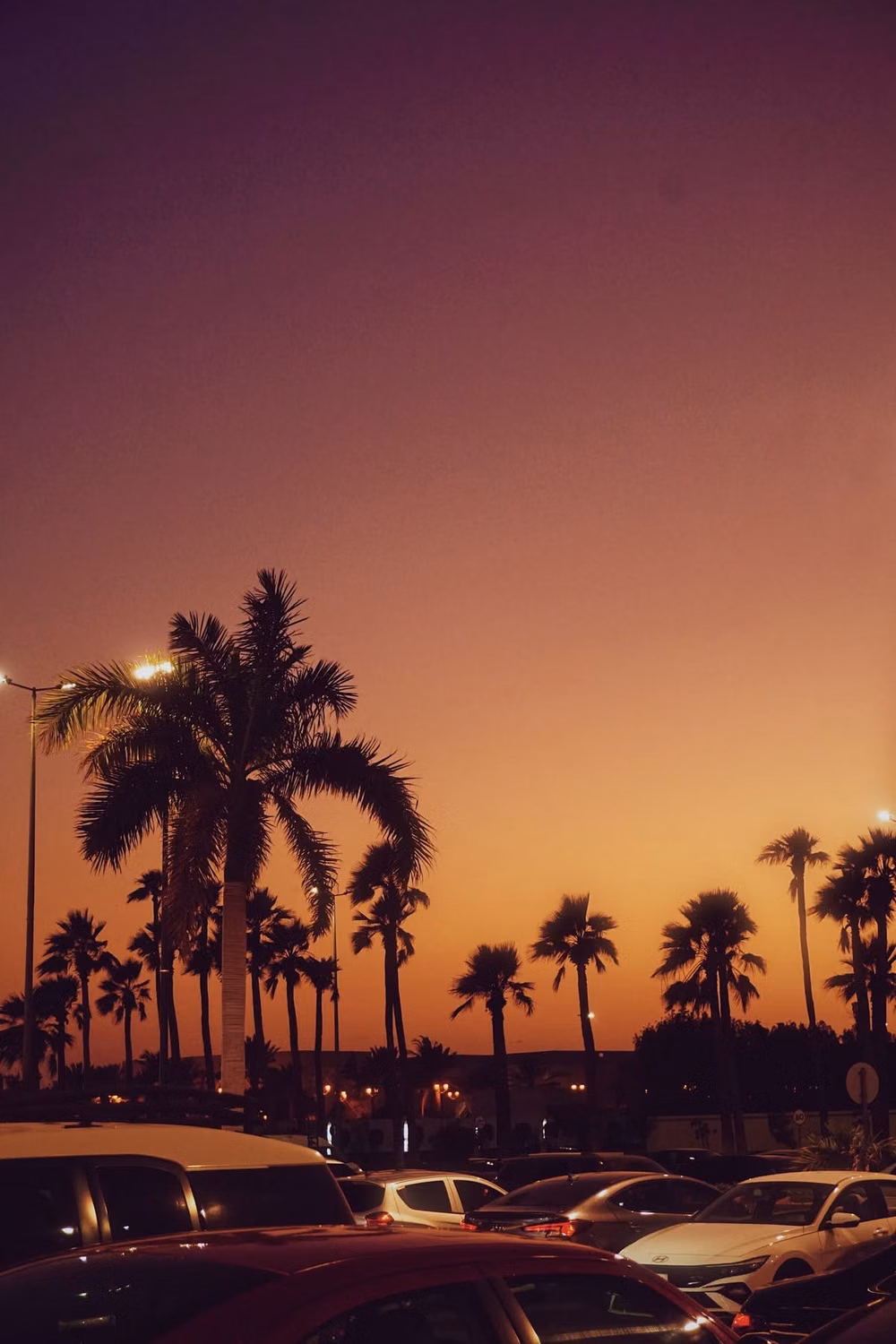 palm tree sunset film photograph -