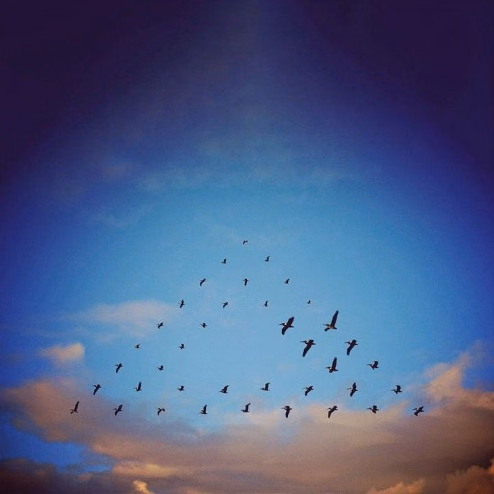 bird flock graphic formation sky photograph - 2/4 - To create this series, Kardinal went online and found images of birds against a sky background. He then easily cut them out and arranged them into a specific pattern. He said that the most difficult part of the series was figuring out what pattern to put them in.