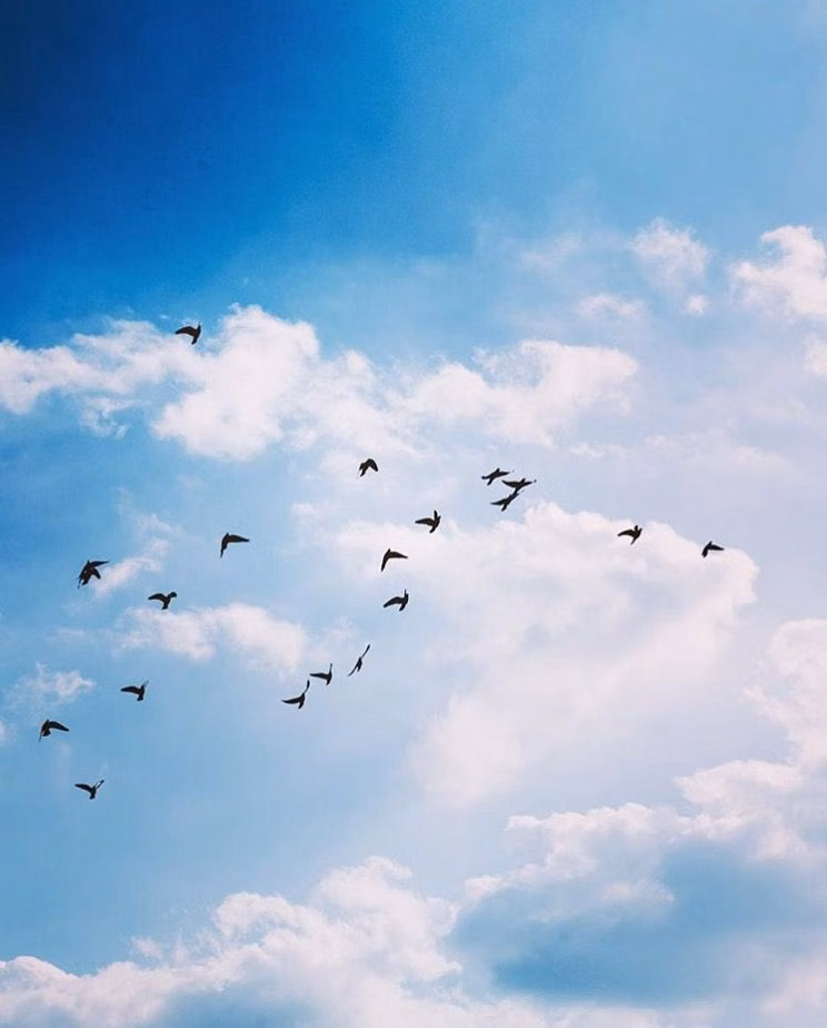 bird flock graphic formation sky photograph -
