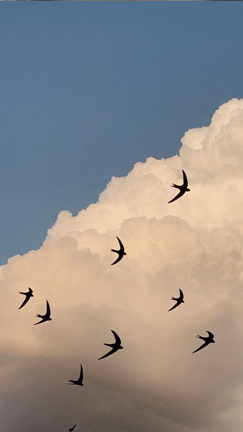 bird flock graphic formation sky photograph -
