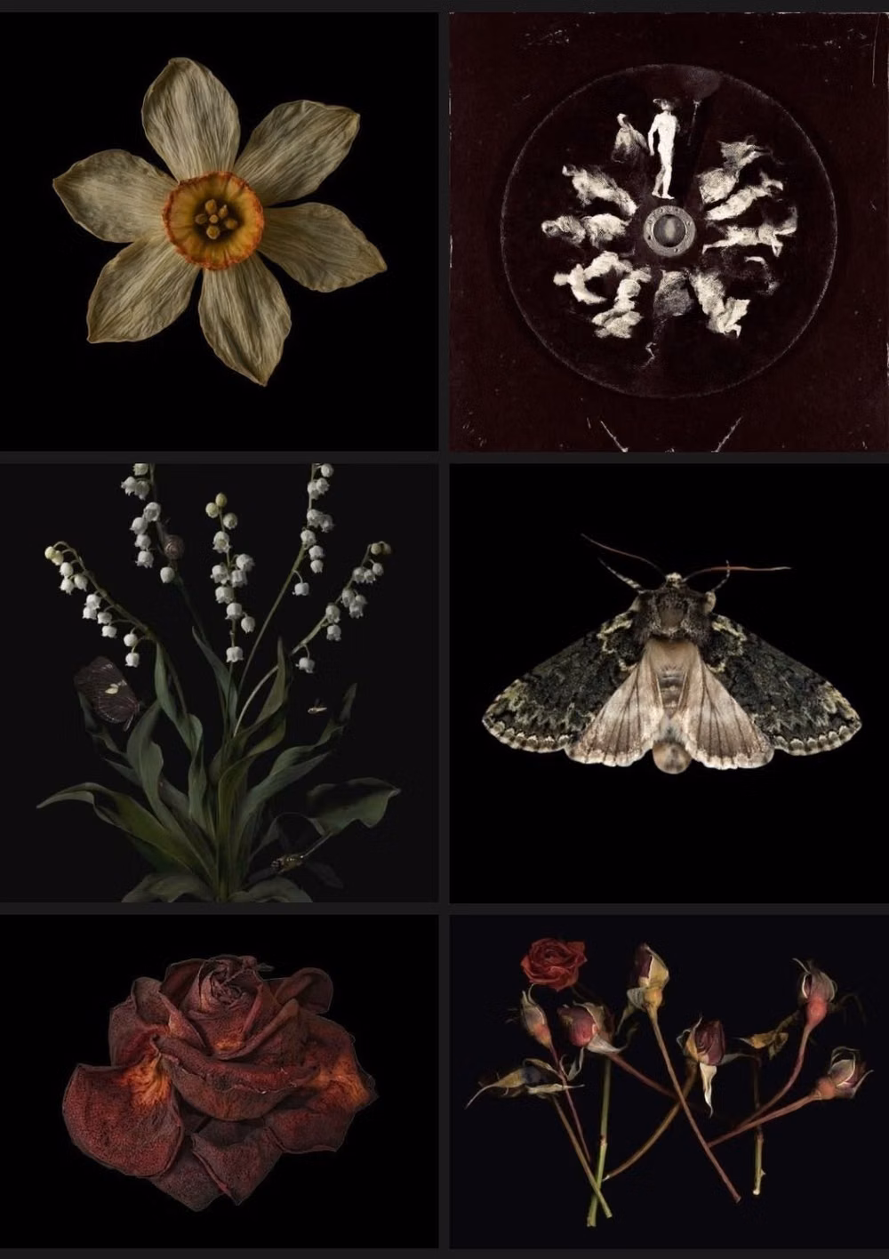 pressed dark botanical specimens photograph -